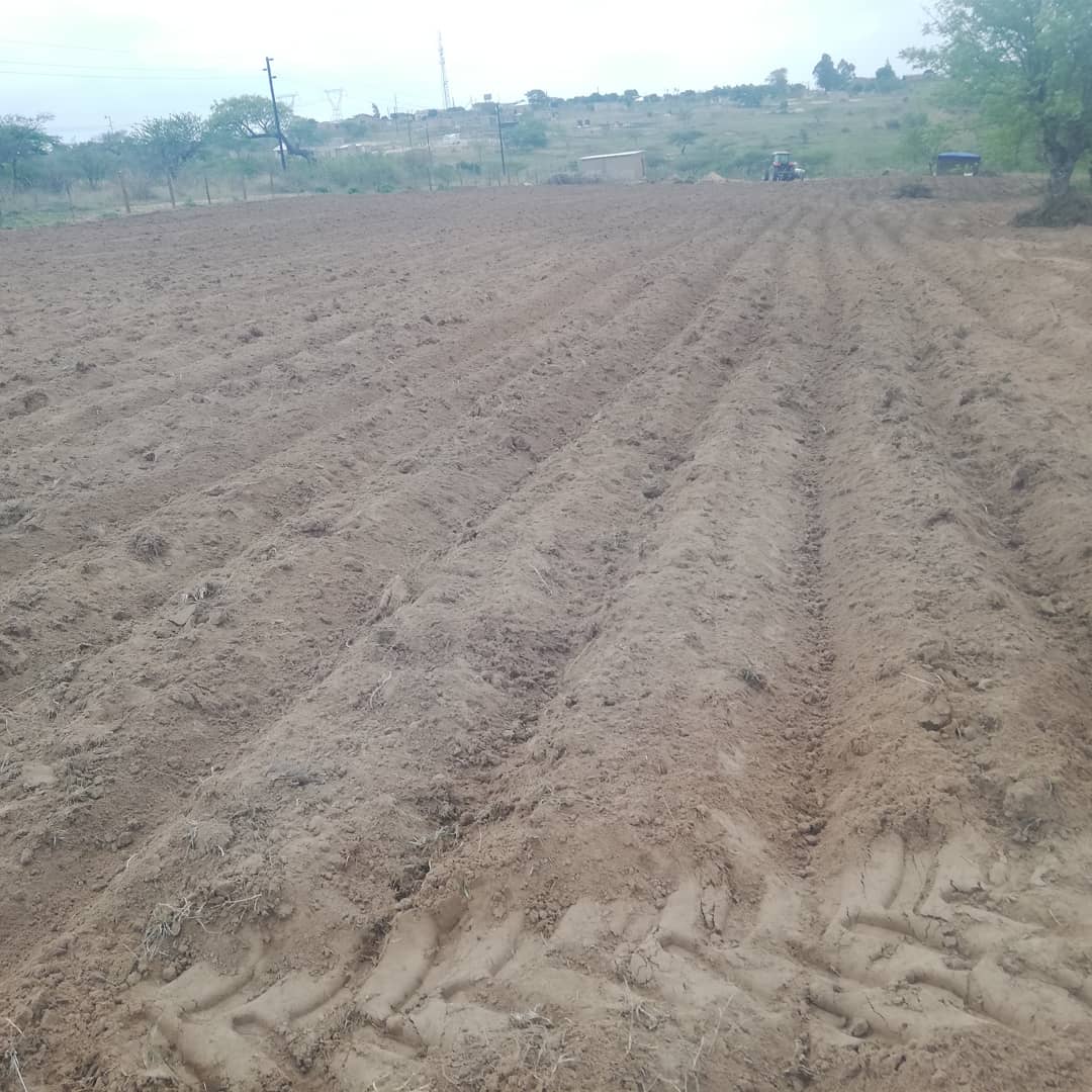 BenicaTheFarmer's tweet photo. Ridges done
#DripInstallations next
#FarmingismyLife
#BenicaFarm
#Cabbage
#EatenTodayThankaFarmer

Massey Ferguson😍 https://t.co/ATRBcyFmIs