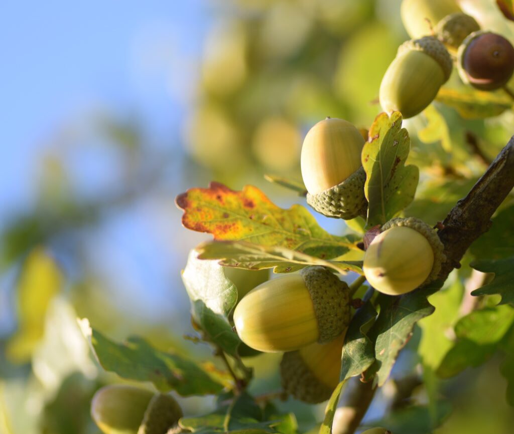 Do you have a favourite tree that you go back to again and again?  What’s it like? What draws you there? One that’s special to me is this oak & I’d like to share with you why I find spending time underneath its branches so worthwhile(1/8)