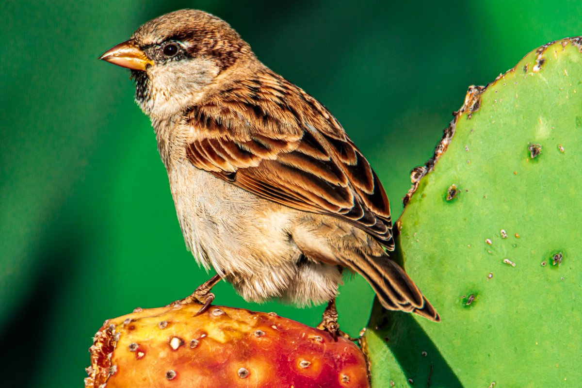 FutureMediaPK's tweet photo. House Sparrow ♂️
Arabic:♂️ عصفور دوري

Location: Ash #Shafa #AlShafa #Taif #Makkah Region #SaudiArabia
الموقع: #شفا #الشفا #الطائف منطقة #مكة #السعودية

#birds #wildlife #nature #photography #amazing #traveling #tourism #beauty #photooftheday #beautiful @SaudiMagazine @IASArabia https://t.co/hsEexHYJkV