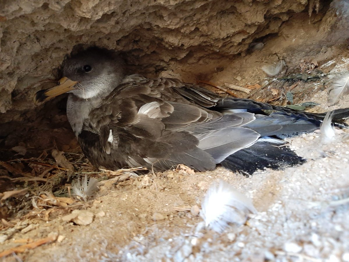 LifePonDerat's tweet image. What better way ti celebrate #WorldMigratoryBirdsDay than ringing the chicks of Scopoli's shearwaters born in the Ponziane Islands. They are ready to fly. Fair winds!
#WMBD2020 #birdsconnectourworld #networking