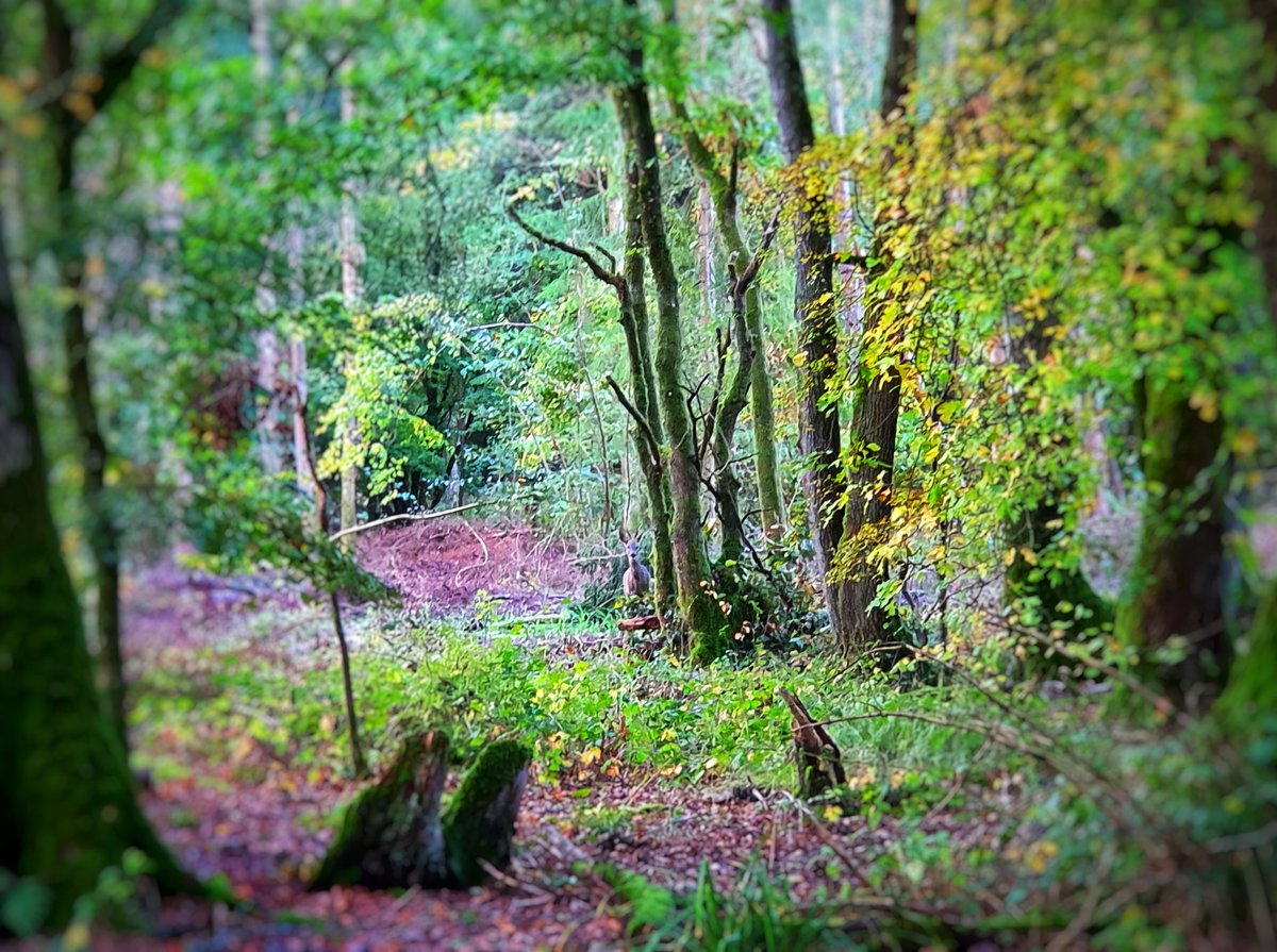 CJSSEYMOUR's tweet photo. Look who's hiding in clanger wood #clangerwood @WoodlandTrust #roedeerbuck https://t.co/flO45vVHAD