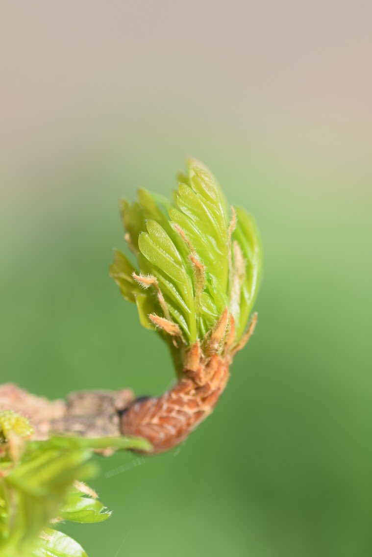 (4/8) During winter its bare twigs are dotted with rock-hard orange buds. In the spring, miniature oak leaves uncrinkle themselves on those first warm days. The summer sees the tree crawling with wonderful life & in the autumn the acorns & colours are spectacular 