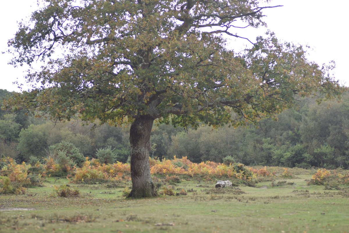 (2/8) Many of my acorn experiences of late were from underneath this tree. I first found it more than 10 years ago; every time I go to the New Forest I make sure I visit, even if it’s only to pass by, place my hand against its rough bark and say hi 