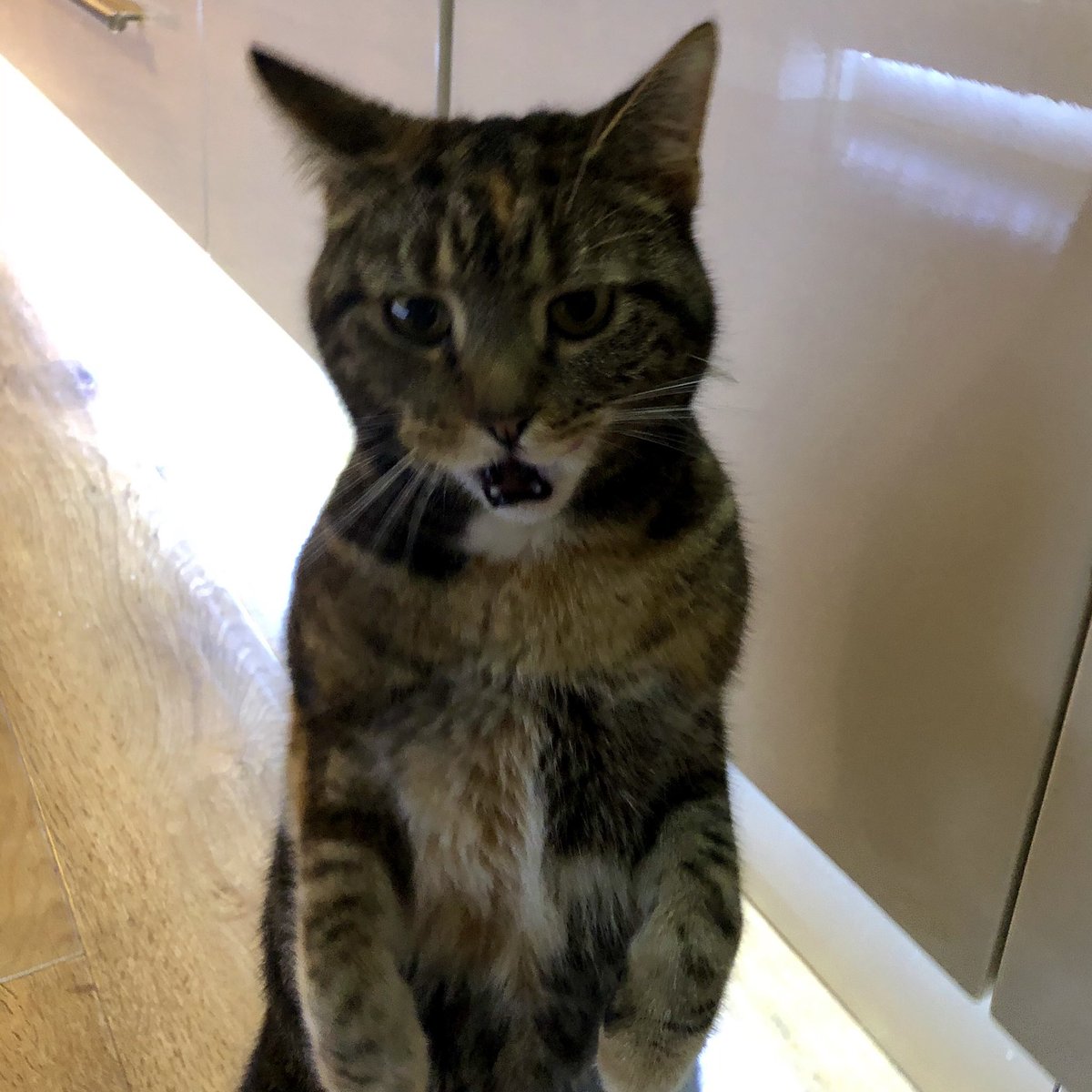 MinibusGuy's tweet photo. @rickygervais Our cat Pickles realising that she is a clone of @rickygervais cat https://t.co/CJWlA52FlV