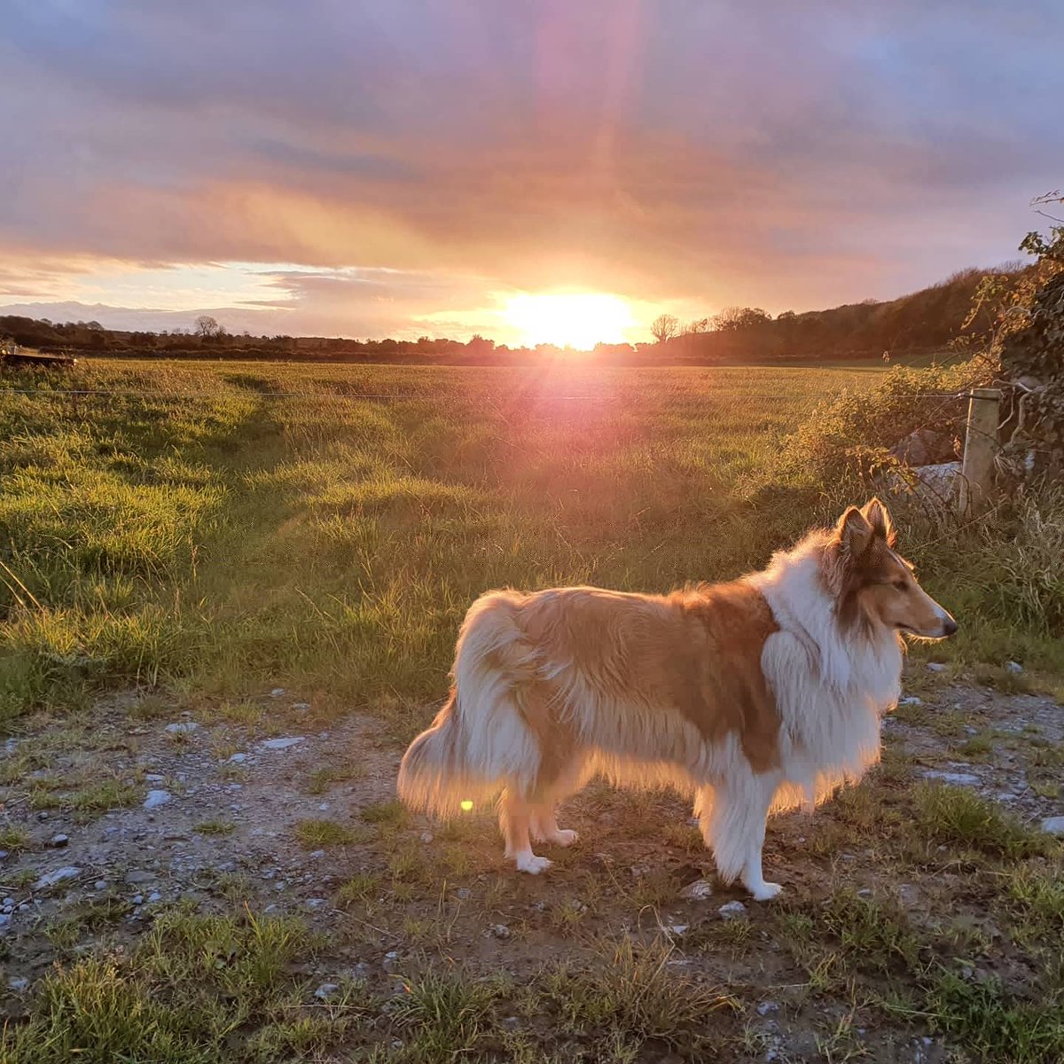 Fab sunset in Galway this evening