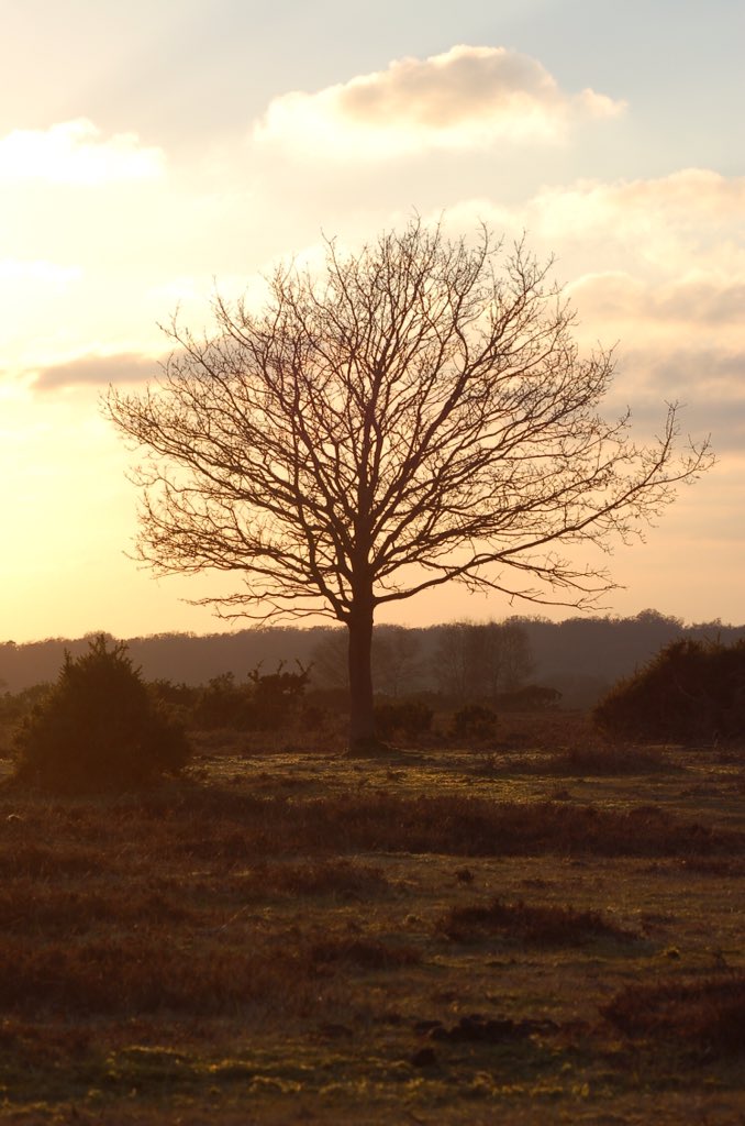 (6/8) I’d love to hear about your favourite trees & why they’re important to you  If you don’t have one, try finding a local oak, maple or beech & sit yourself down under it (at this time of year I’d recommend taking something to sit on, several layers & a flask of tea! )