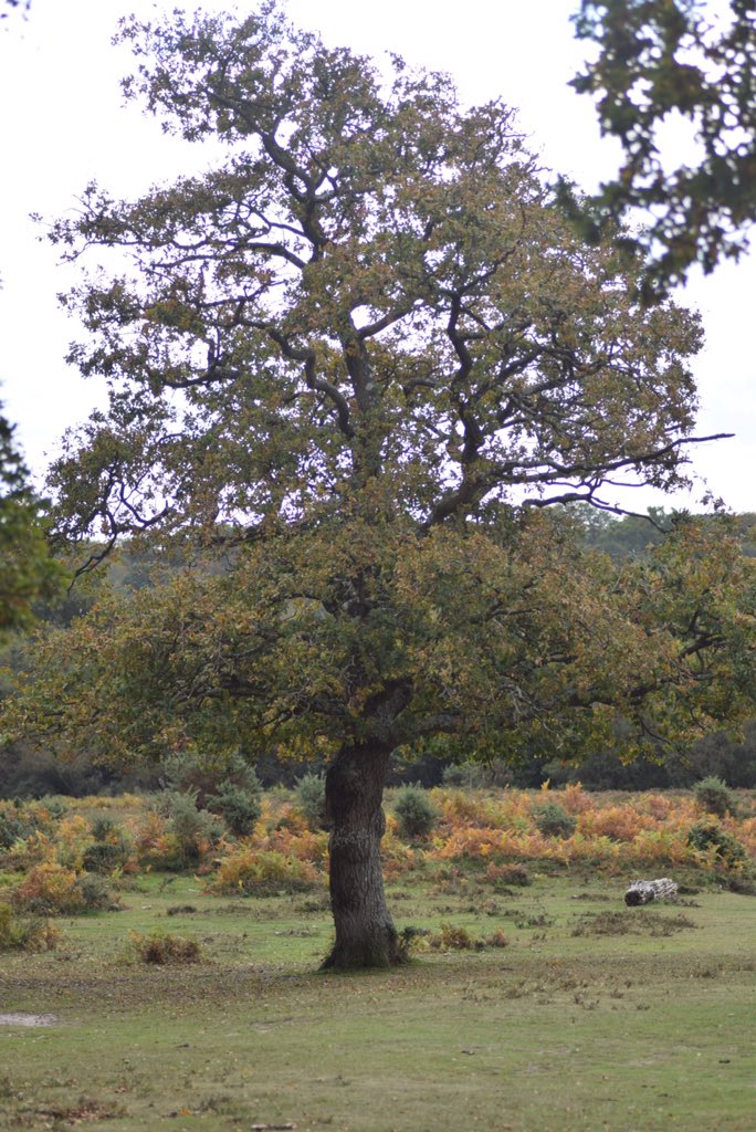 (6/8) I’d love to hear about your favourite trees & why they’re important to you  If you don’t have one, try finding a local oak, maple or beech & sit yourself down under it (at this time of year I’d recommend taking something to sit on, several layers & a flask of tea! )
