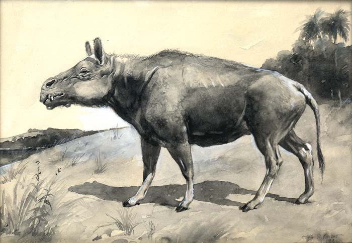 As promised, here is a thread on entelodonts, some of the coolest, scariest mammals that ever walked the earth! I'm going to pull mostly from Wikipedia bc I'm basic and don't have the time/focus to look up papers, but I will try to give credit where due. (Charles R. Knight)