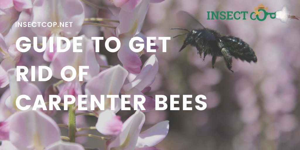 InsectCop's tweet photo. While less aggressive than other species, carpenter bees shouldn't be allowed to nest in your home. Years of repeated nesting activity can result in damage to wooden structures. Wondering how to get rid of them?
https://t.co/3Alq7pNa04
#InsectCop #beecontrol #carpenterbees https://t.co/WneEkDWdxJ