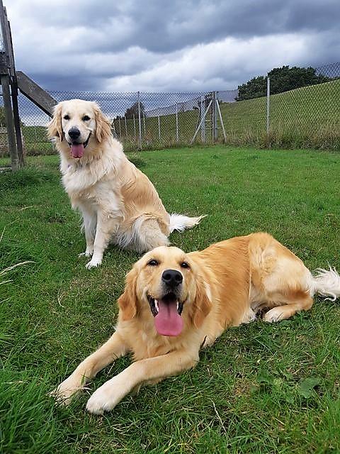 Storm (top left: male Labrador x Golden Retriever) and Thakey (bottom right: female Golden Retriever) enjoying a free run.
(Photo shows 2 dogs in a grass run. The paler dog is sitting behind the darker dog who is lying down. Both are looking at the camera with their tongues out).