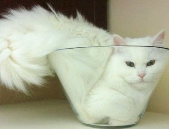 Thread of cats turning into liquid