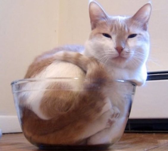 Thread of cats turning into liquid