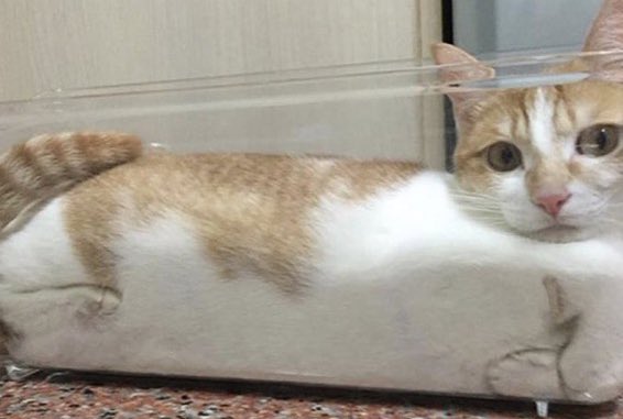 Thread of cats turning into liquid