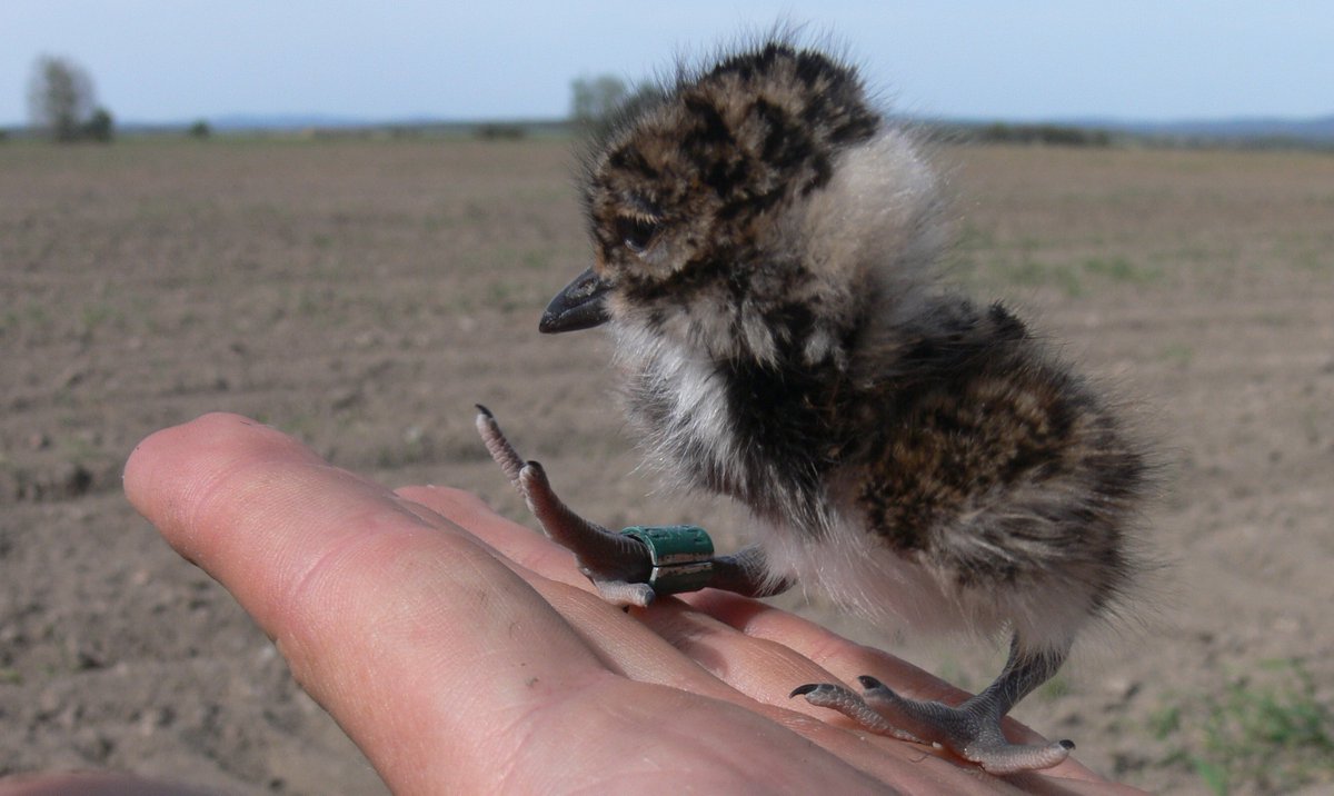 Egg size matters!

Check the article with important conservation implications:

Seasonality predicts egg size better than nesting habitat
in a precocial shorebird

Full pdf is available here:

elvonalshorebirds.files.wordpress.com/2020/01/kubelk…

#ecology   #conservation  #ornithology   #shorebirds  #waders