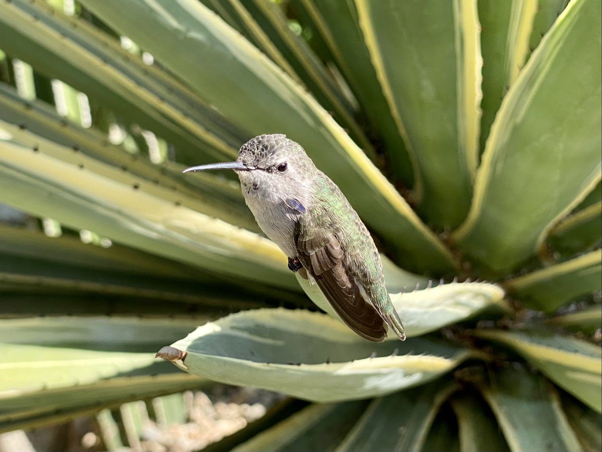 Look at this gorgeous photo that was sent to us, of one of the many beautiful humming birds that are happy to come and say hello while hanging out at Santiago Resort! 
Photo IG @bobbyzwest  / #palmsprings #NaturePhotography #hummingbird