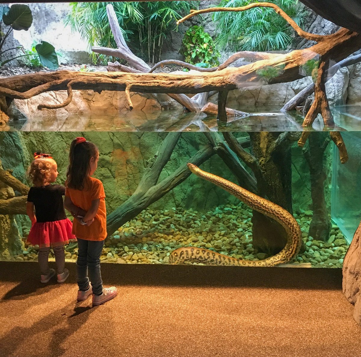 Houston Zoo tweet media