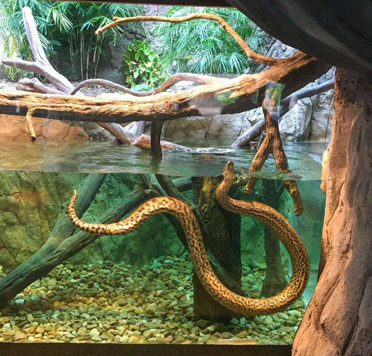 Houston Zoo tweet media