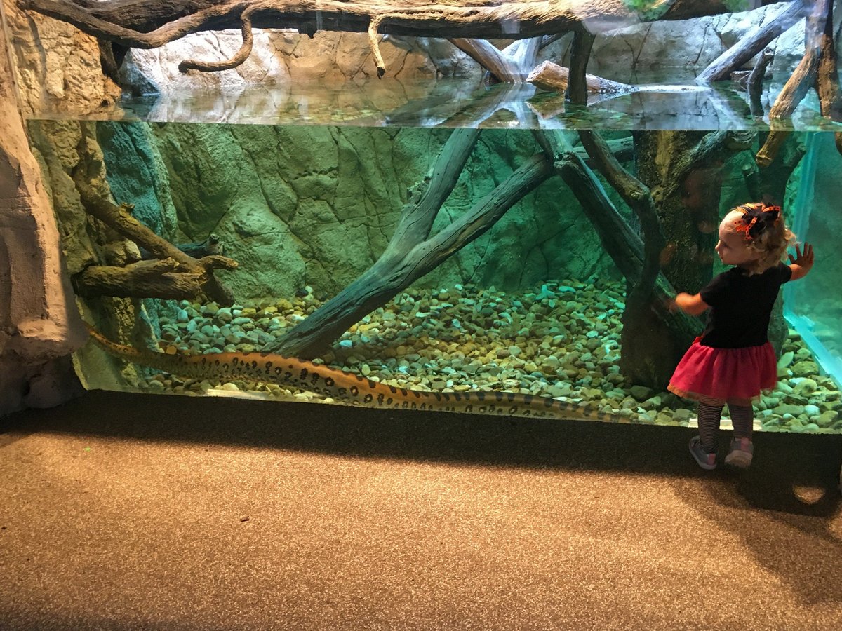 Houston Zoo tweet media