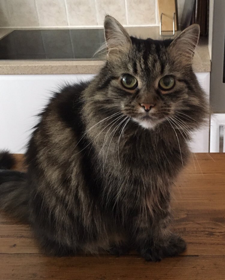 stphwht's tweet photo. @rickygervais Rosie says hi. She loves the treat cupboard too https://t.co/DzU0eHubgf