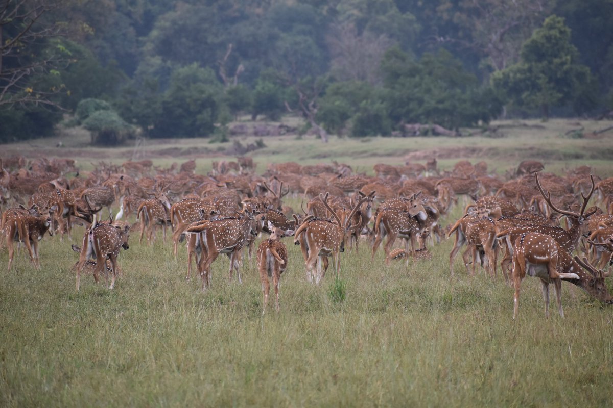 Milish Dutt Sharma, IFS tweet media