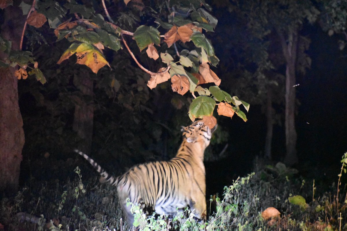 4 months of OJT comes to a perfect end with a Wildlife Management attachment to Tadoba-Andhari Tiger Reserve(TATR).

#tadoba #maharashtra #UPSC #CivilService #environment #mahaforest