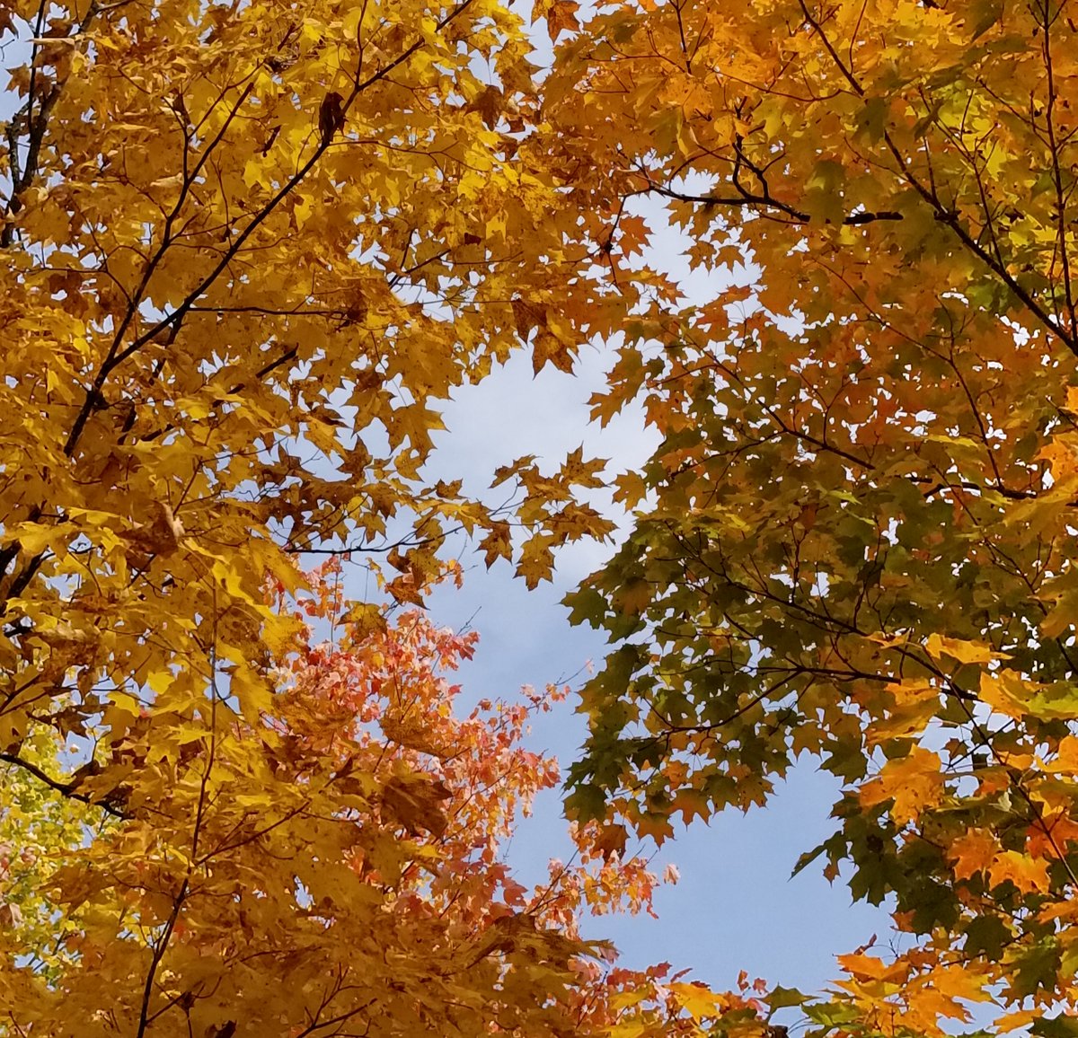 kSimonSays2's tweet photo. #Trees respirating asynchronously;
Seeking a #forest,
In ashes of #Grief.
Fueling the #fire, from which
We need #Relief.

#fallcolors 
#burning #Truth 
#COVID19 
#ItStartsWithUs 
#action in
#UNISON 
#Now https://t.co/yiWd51fdE7