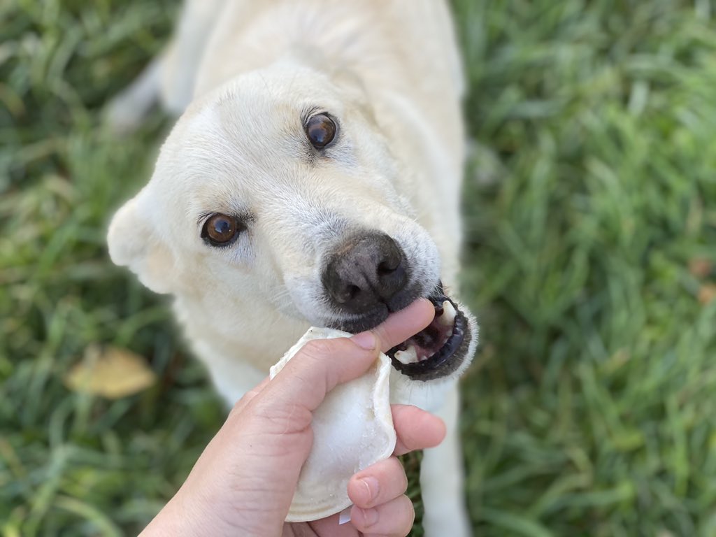 Of course, being named after a food herself, Refried got first dibs. She liked the pierogi very much, almost as much as she likes bear fat.