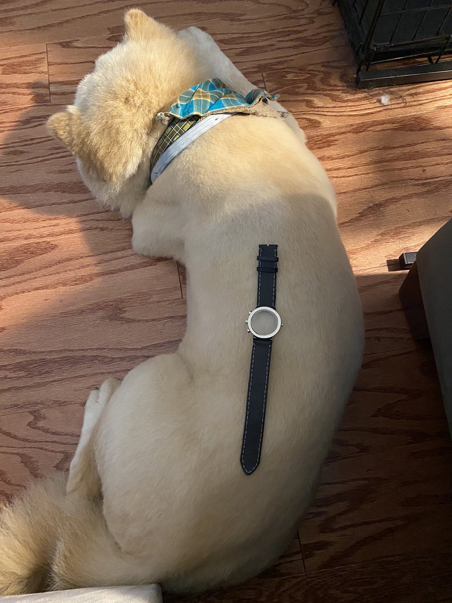 TheExCB's tweet photo. Nanook is helping me sew leather today (and for the next few days). She clearly doesn’t care. #watchmaker #chowchow #studioassistant #studiodog #leatherwork #howitsmadematters https://t.co/49nxcuf4sd