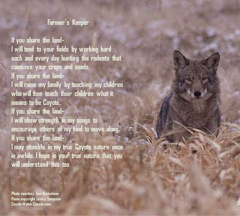 CoyoteWatchCAN's tweet photo. - Farmer's Keeper -
Thank you all for the endless stories shared about your experiences on the landscape and how you coflourish with the wildlife that live there. Your knowledge is appreciated.
📷 Eastern coyote
#keystonespecies #coyote #biodiversity #onpoli #farming #wildlife https://t.co/EyaYNggXAD