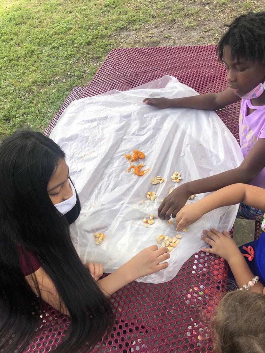 msandoval_15's tweet photo. K students used their senses to describe pumpkins and read about the lifecycle of a pumpkin. Then they counted the seeds by making sets of ten &amp; our 4th graders helped them find the total number of seeds using multiplication and addition. @BurneyElem #Saturdayacademy https://t.co/gbnPSMsrcj
