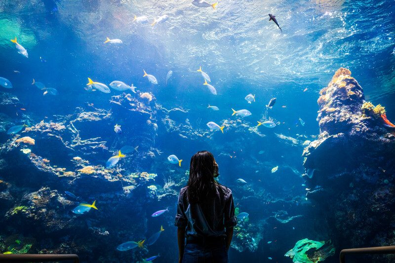 calacademy's tweet photo. Just in case you forgot what we look like. 

(Psst: With Oct. 13–22 just for members, there's never been a better time to join. ❤️ Memberships &amp; reopening details at https://t.co/kqR89eUw6L) https://t.co/t1ccgGO8iv