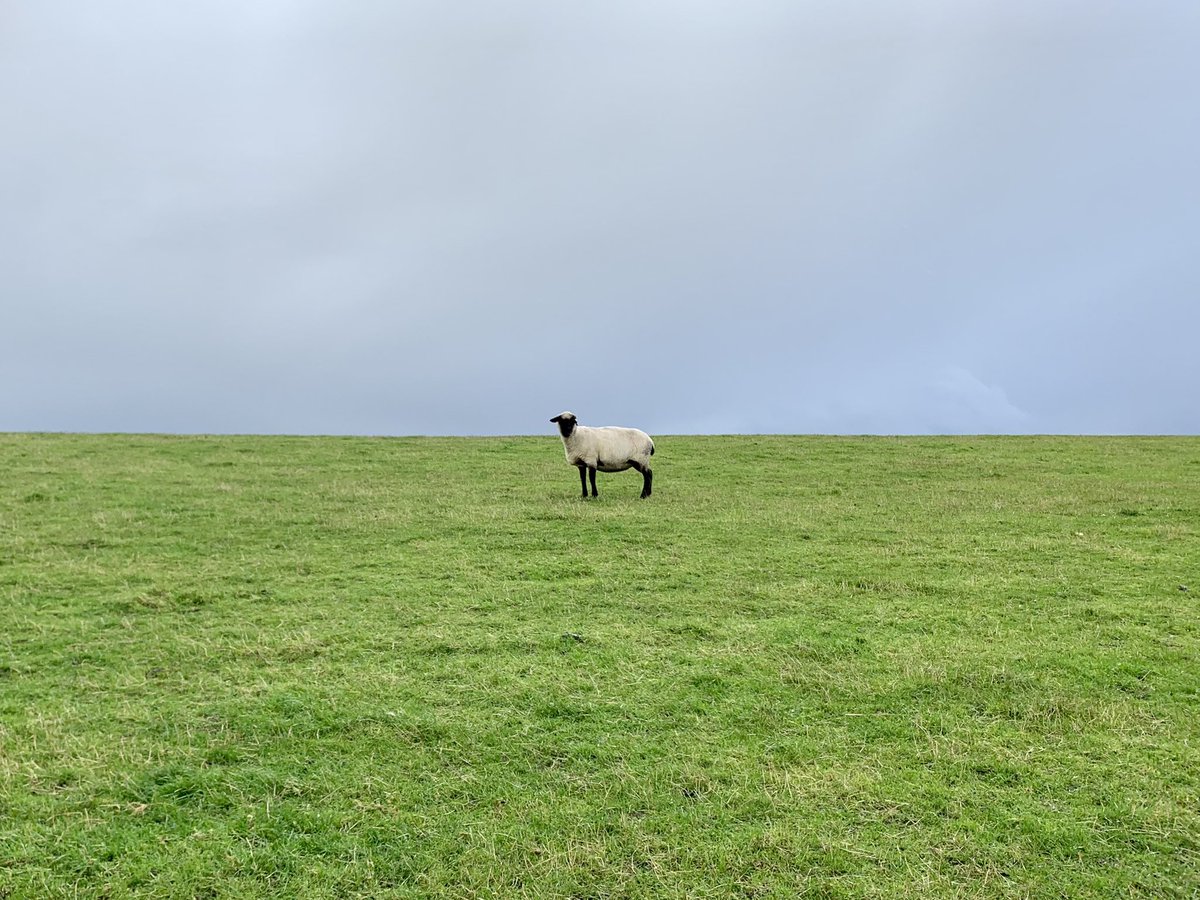 miatwidoor's tweet image. #sheepcontent