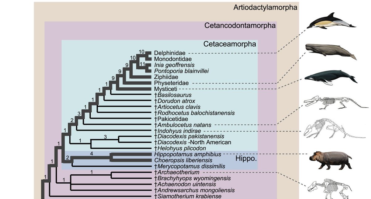 So what ARE entelodonts? Like I said, they're their own family--but Spaulding et al. found them to group with hippos and cetaceans in the clade Cetancodontamorpha. Cetancodontamorpha includes hippos, cetaceans, and anything more closely related to them than anything else alive.