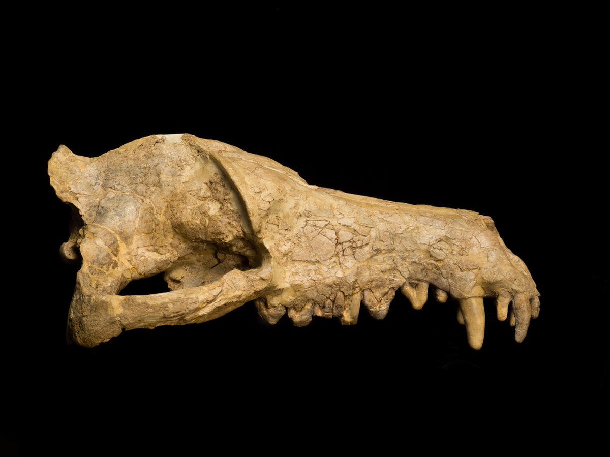 Side note: the especially sharp-eyed may have noticed the presence of Andrewsarchus on this cladogram. This was at one point considered the largest carnivorous mammal ever to live, but its affinities are not resolved. I'll come back to this later.(R. Mickens for AMNH)