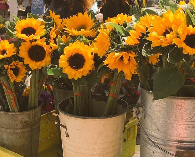 Sunflowers 🌻 tweet media