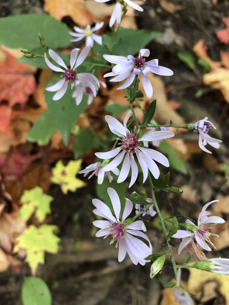 Meeting of seasons in the most beautiful way... like snowdrops & crocuses popping up through snow, asters & goldenrod fade as the maples blaze and drop their leaves, setting the hills afire. Warm and humid today, too, so the air feels summery but smells deeply of fall.  #phenology