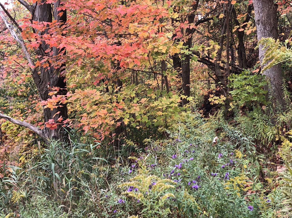 Meeting of seasons in the most beautiful way... like snowdrops & crocuses popping up through snow, asters & goldenrod fade as the maples blaze and drop their leaves, setting the hills afire. Warm and humid today, too, so the air feels summery but smells deeply of fall.  #phenology