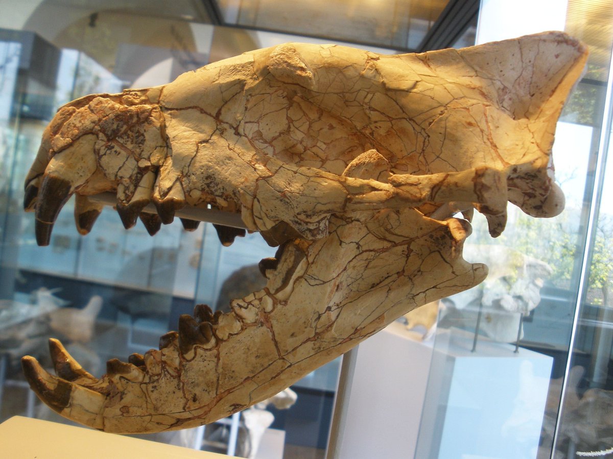 Some have suggested that they were top predators, but I find this unlikely. In an ecosystem with saber-toothed nimravids, hyaenodonts, and bear-dogs, being top predator is a pretty big deal. Skull of Hyaenodon--put this on a creature that weighs up to 1K lbs. (Ghedoghedo)