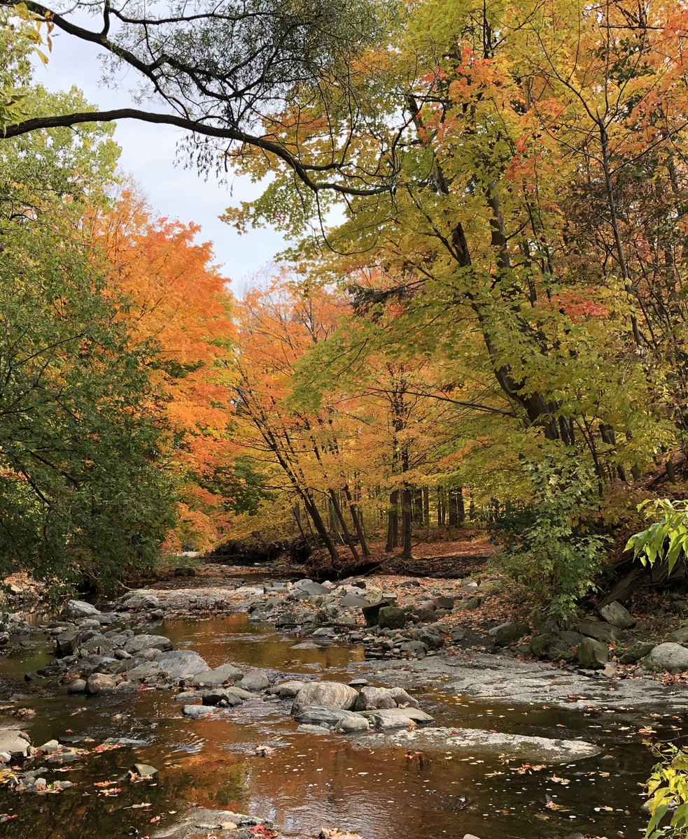 I’m sorry, did someone say something? I couldn’t hear it over the AMAZING COLOURS by the tiny waterfall on Little Etobicoke. Joking aside, I’m right below a very busy 6-lane road (Queensway) and can’t hear it because of the water. This is bliss. Smells even better.  #phenology