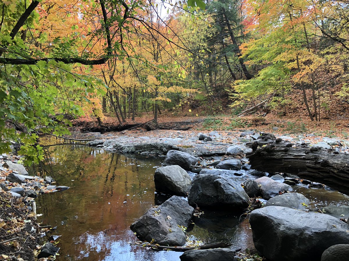 I’m sorry, did someone say something? I couldn’t hear it over the AMAZING COLOURS by the tiny waterfall on Little Etobicoke. Joking aside, I’m right below a very busy 6-lane road (Queensway) and can’t hear it because of the water. This is bliss. Smells even better.  #phenology