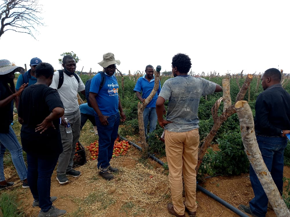 CropDoc_Onias's tweet photo. 10/10/2020 - Day Well Spend! 
THE first training for Harare Farmers Club in Mumhenga (after Chabwino) at Mr Chipara's farm, the chief facilitators were @Rusere_Ronald &amp; @afrostain Thank you farmers for supporting this initiative @basera_john @CdeNMaswerasei @agribusiness110 https://t.co/ZkL44AAA7f