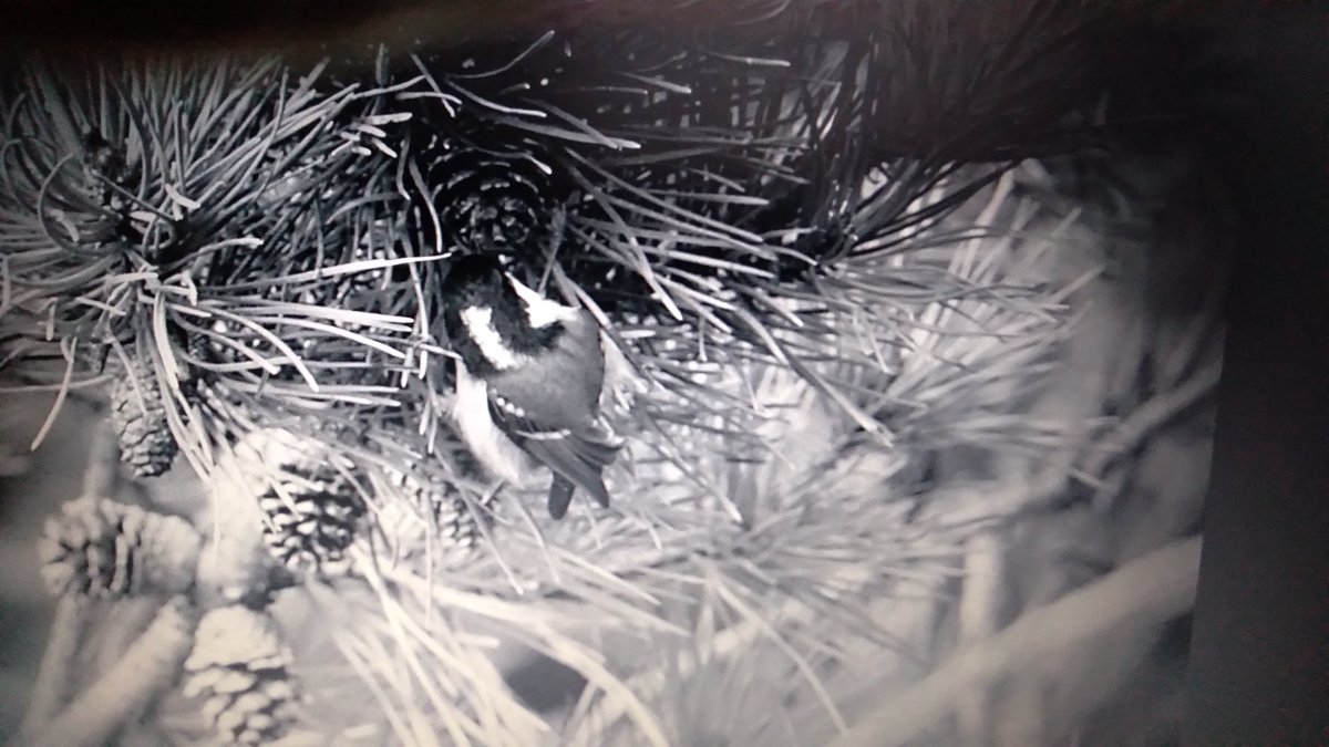 IrelandIn's tweet image. The first coal tit of autumn in garden