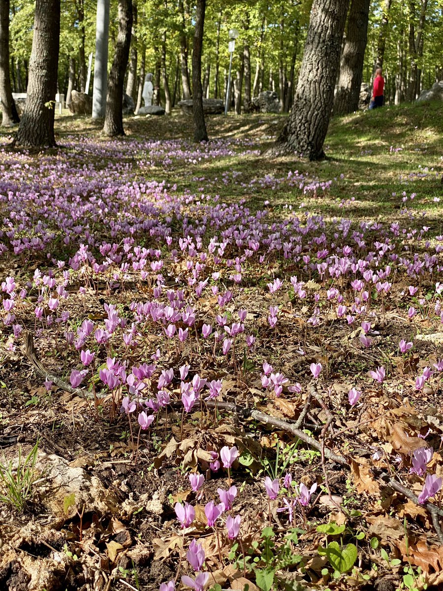 Un tappeto di ciclamini! Meraviglia della natura nel Molise che esiste!  
🌳🌲🌸🌷 #molisedascoprire #molisedavivere #natura #boscoincantato