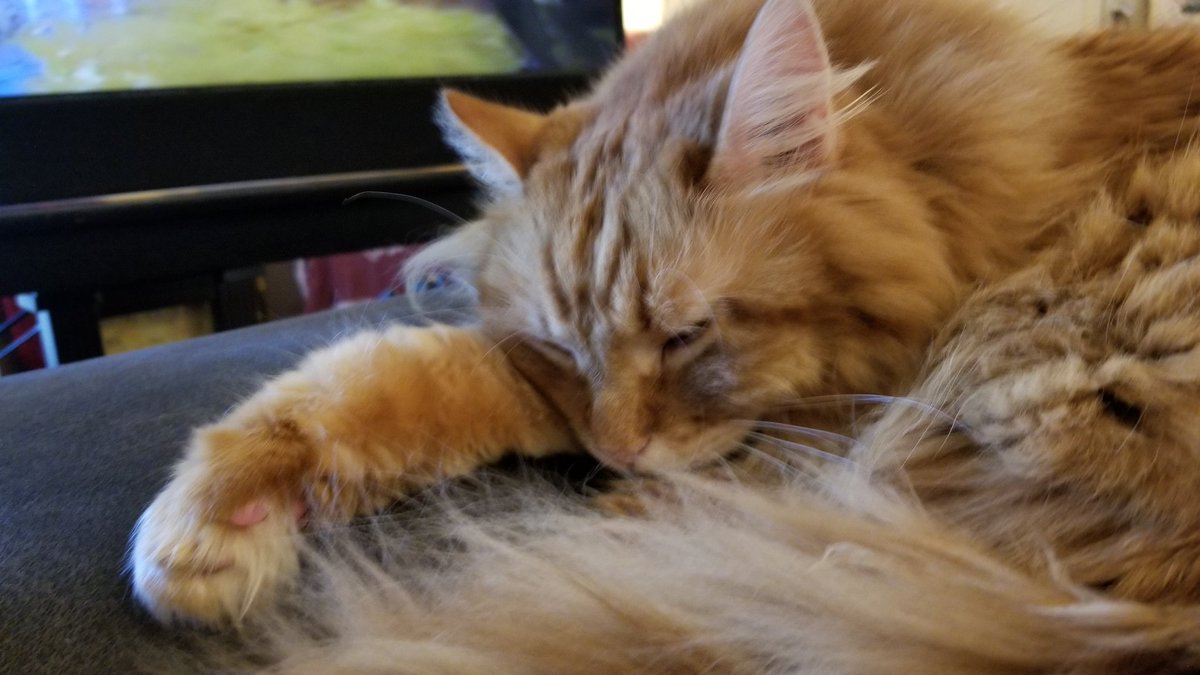 WalkingInAustin's tweet photo. Toeses! Complete with #toebeans #PushyCats #formerferal #formerferal #gingercat https://t.co/vg6JaItgU3