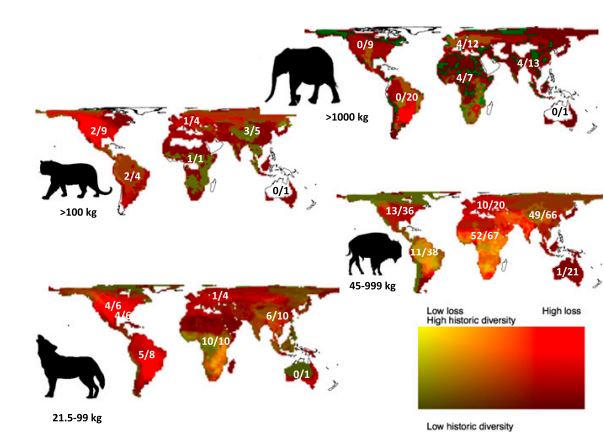 4/ Firstly, what is meant by ‘megafauna’? In the context of the paper these are categorised into the following groups: large herbivores (45-999kg), megaherbivores (>1000kg), large carnivores (21.5-99kg), and megacarnivores (>100kg)