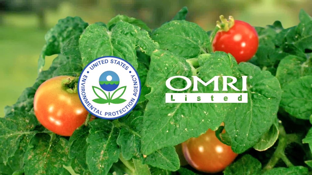 1,2 mikron la piyasadaki en küçük partikül boyutuna sahip olan % 75 teknik bakır oksit oranıyla düşük dozdaki uygulamalarda bile yüksek etki gösteren kolay çözünen, tozumayan,meyveciliğin en büyük sorunu olan mantar ve bakterilerin çözümü Nordox 75 WG Niksar da Hasat Tarım da ...