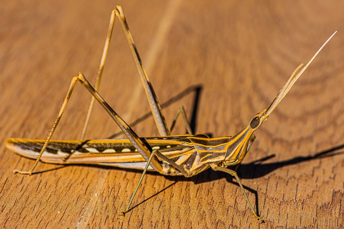 FutureMediaPK's tweet photo. Silent Slant Faced Grasshopper

Ash #Shafa #AlShafa #Taif #Makkah Region #SaudiArabia
الموقع: #شفا #الشفا #الطائف منطقة #مكة #السعودية

Scientific Name: 
Acridinae

#photography #macrophotography #bugs #insects #macro #beauty #photooftheday #beautiful @SaudiMagazine @IASArabia https://t.co/Juy4Ddqyy8