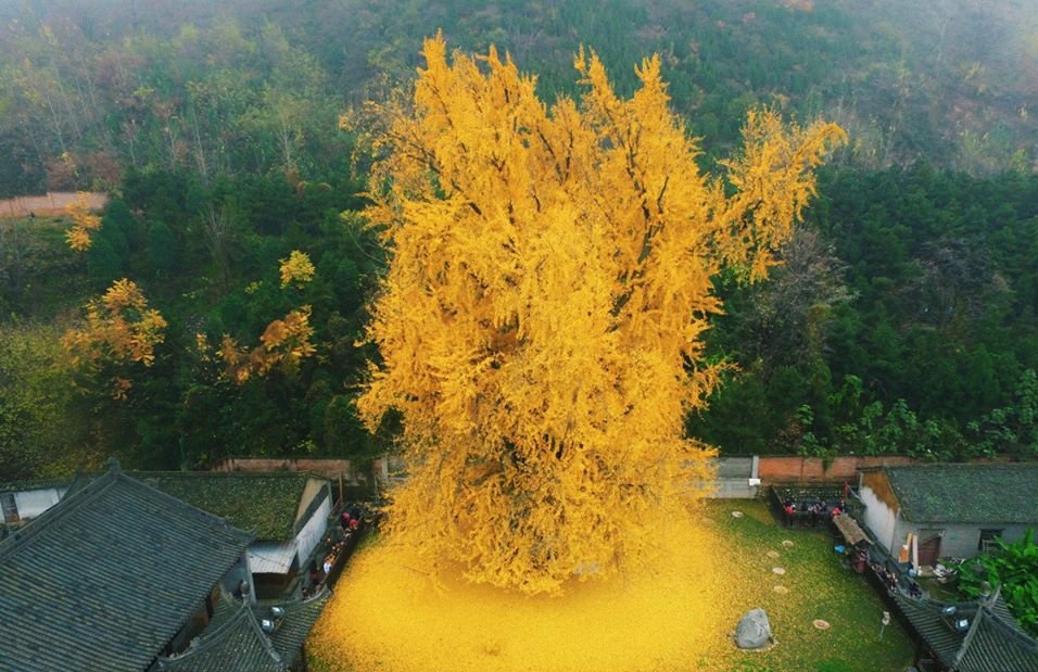 Incredible explosion of gold from a 1400 year old Ginkgo tree
Photography by Han Fei https://t.co/ubwAttP1RY