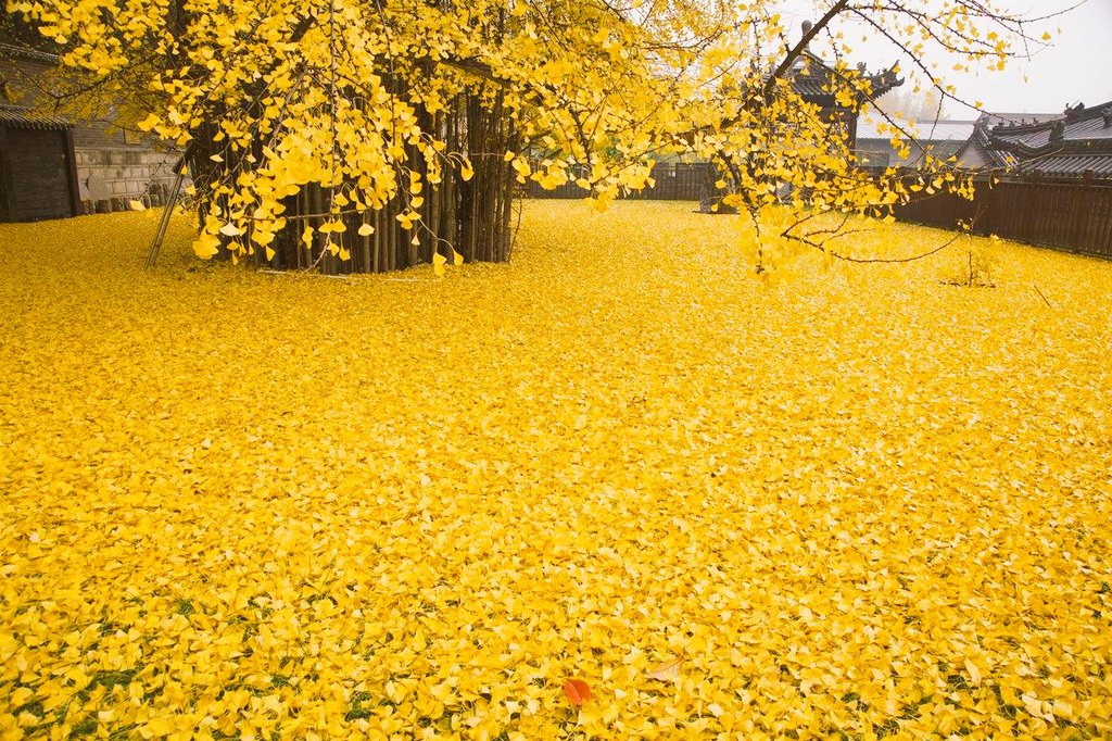 Incredible explosion of gold from a 1400 year old Ginkgo tree

Photography by Han Fei