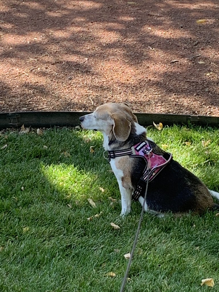 BorderlineMess's tweet image. Delilah is contemplating the universe on this beautiful day. #beagles #ColoradoSprings
